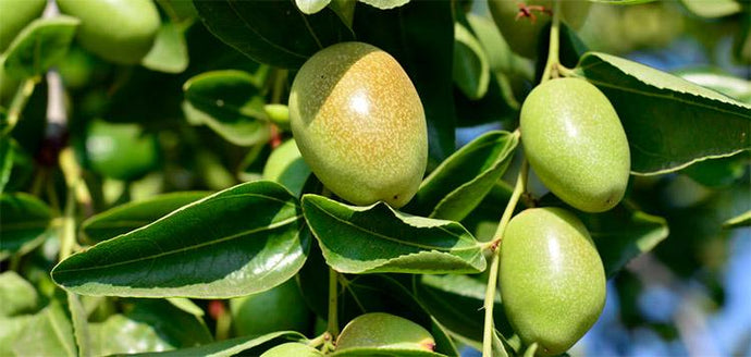 6 Incredible Jojoba Skin Benefits