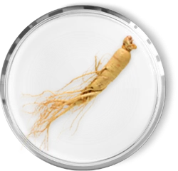 GINSENG STEM CELL EXTRACT
