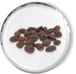 SAW PALMETTO